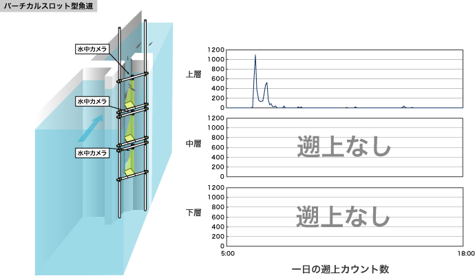バーチカルスロット型魚道 バーチカルスロット型魚道