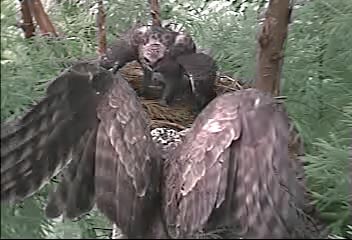 タカの親子 タカの親子